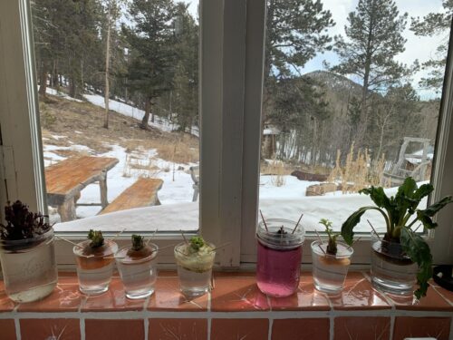 Spring Planting–without getting your hands dirty!
